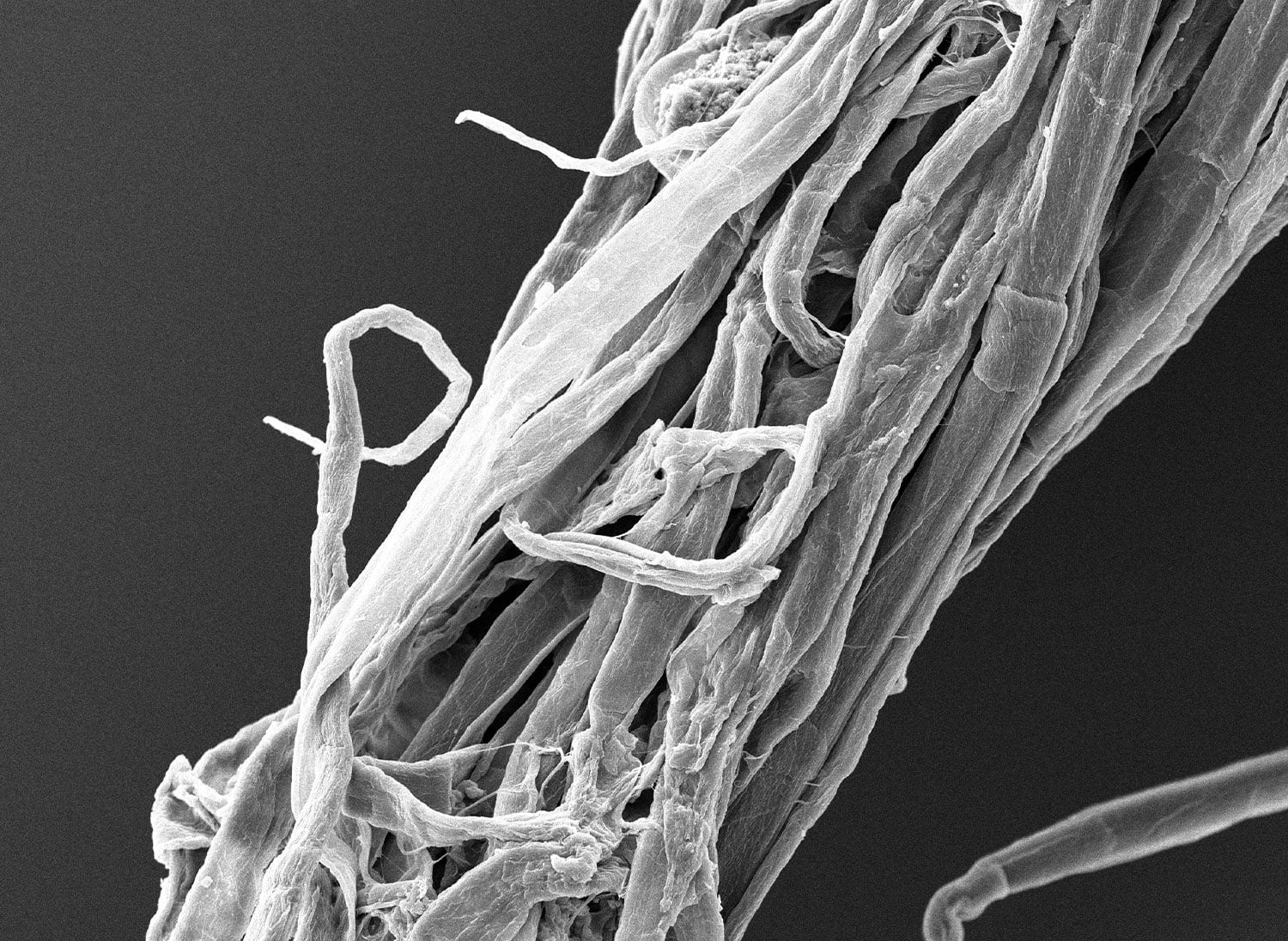 SEM micrograph of Posidonia Oceania fiber